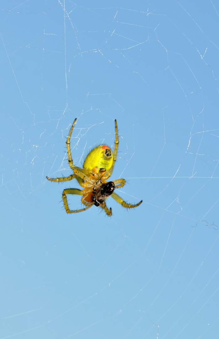 Araignée verte, jaune et rouge