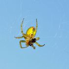 Araignée verte, jaune et rouge