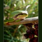 .Araignée,Grenouille en attente d un moucheron