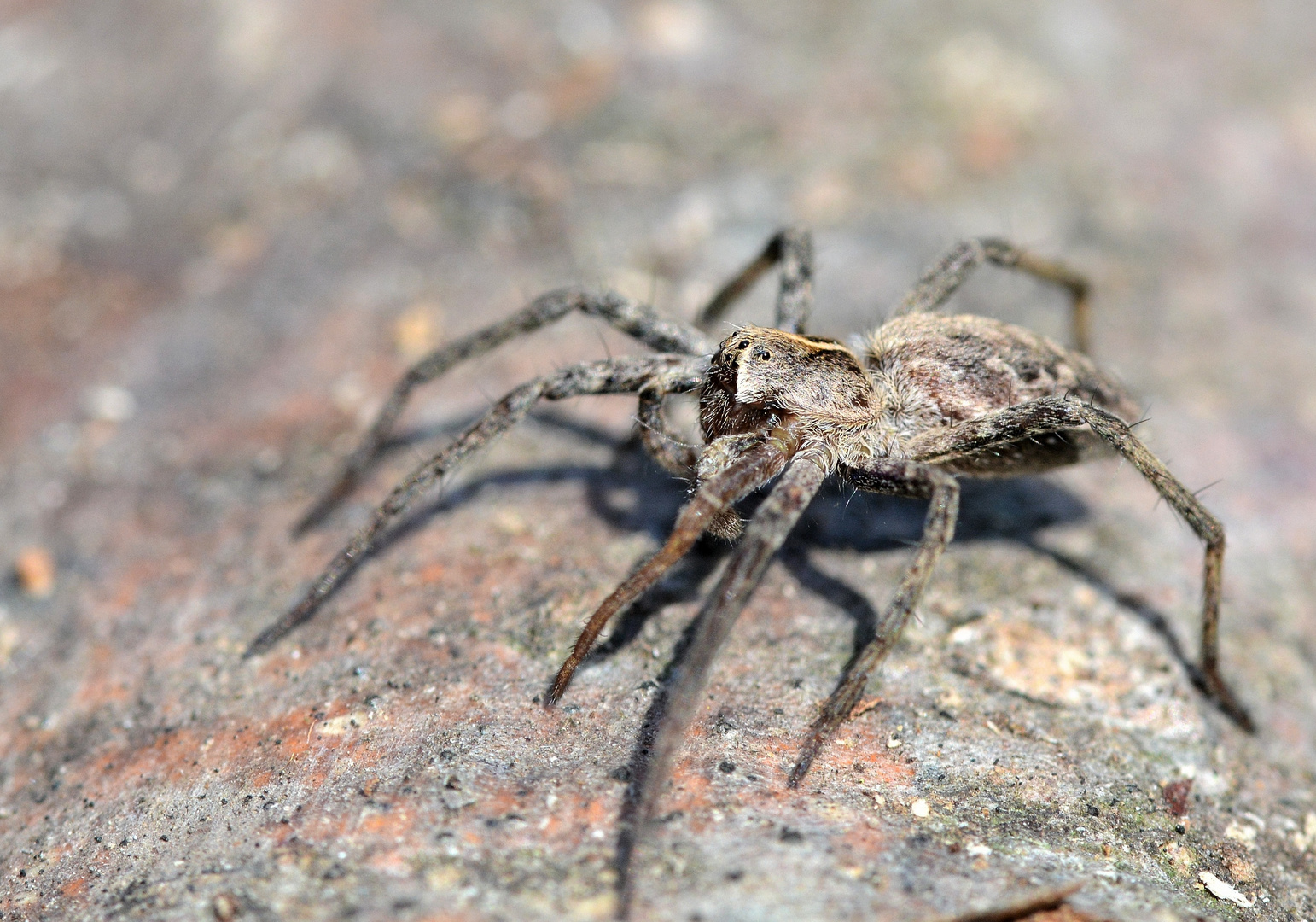 araignées