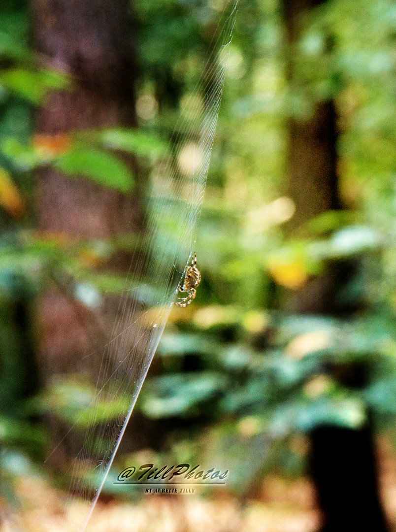 Araignées dans les bois