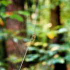 Araignées dans les bois