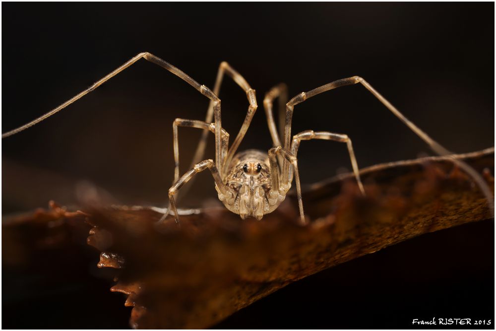 Araignées forestière