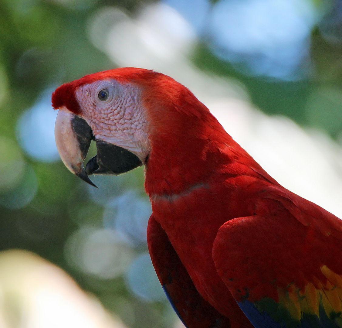 Arakanga in Costa Rica