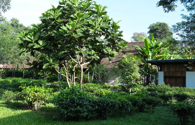 ... Araksa Tee Garten...