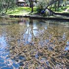 Araluen-Botanic-Park