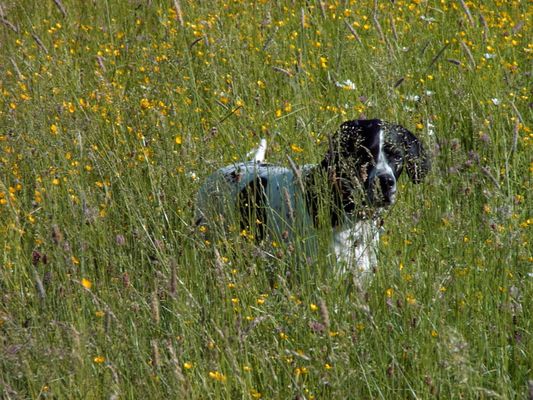 Arames bei der Suche