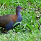 Aramides saracudes,Slaty-breasted wood rail!