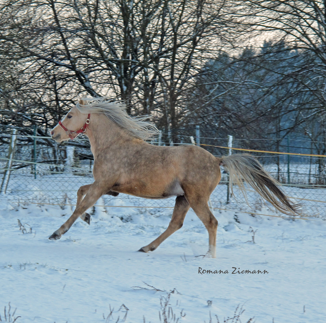 Aramis - erster Schnee Winter 2010/2011