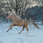 Aramis - erster Schnee Winter 2010/2011