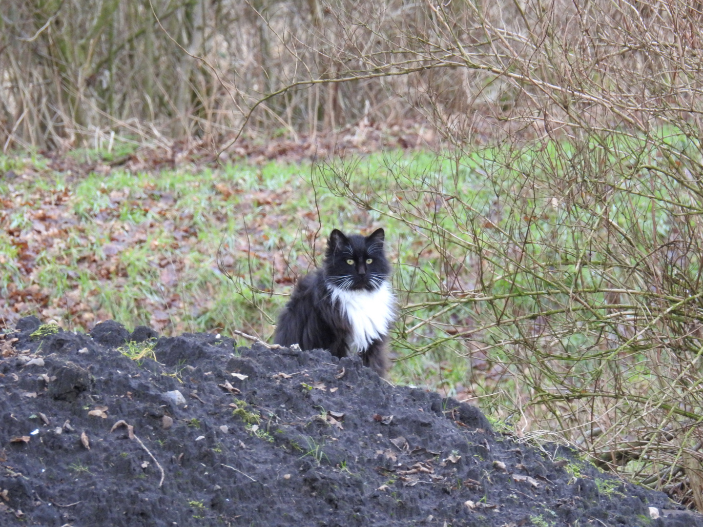 Aramis mit dem Irren Blick