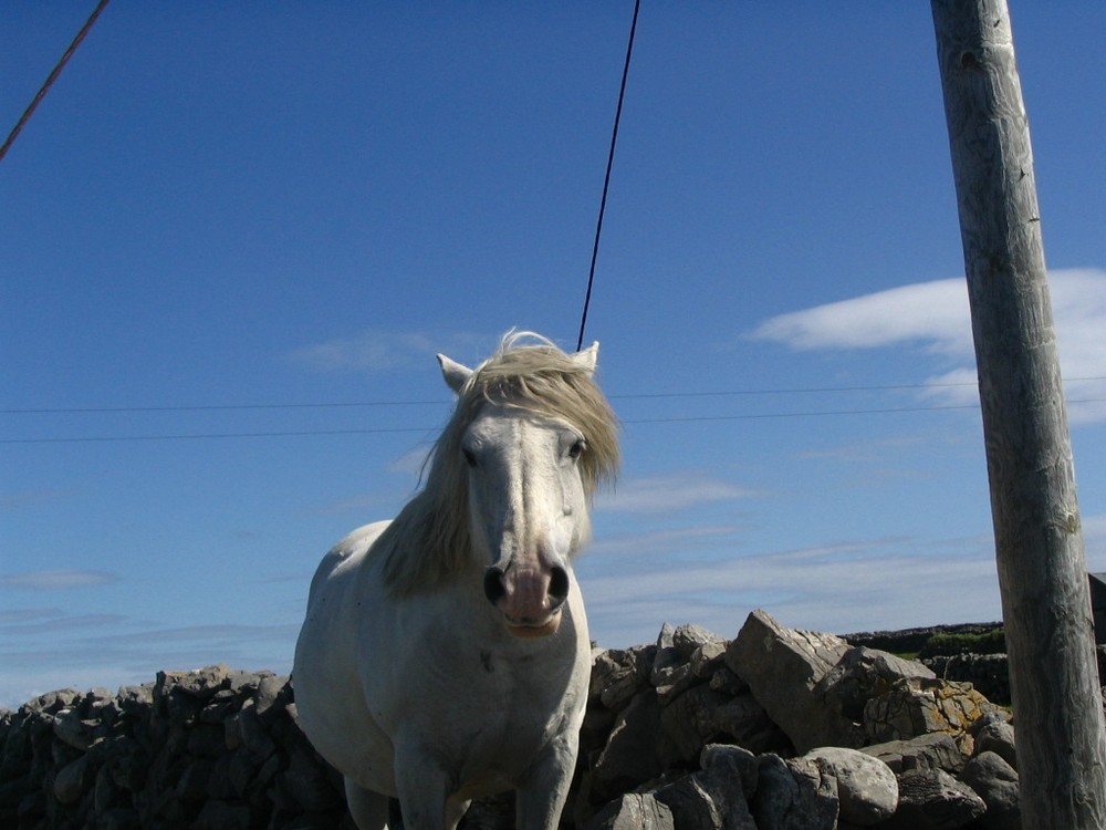 aran island ms di masha rebughi 