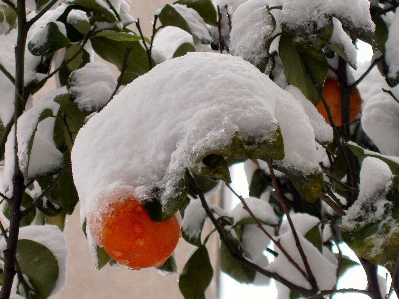 arancia sotto la neve