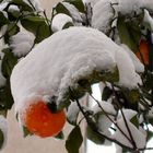 arancia sotto la neve