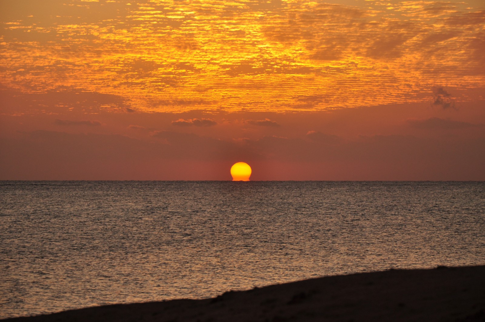 Arancio Alba