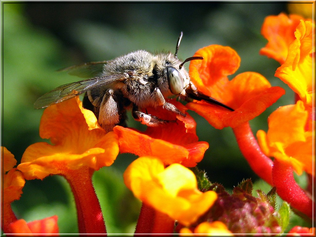 arancio e giallo