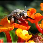 arancio e giallo