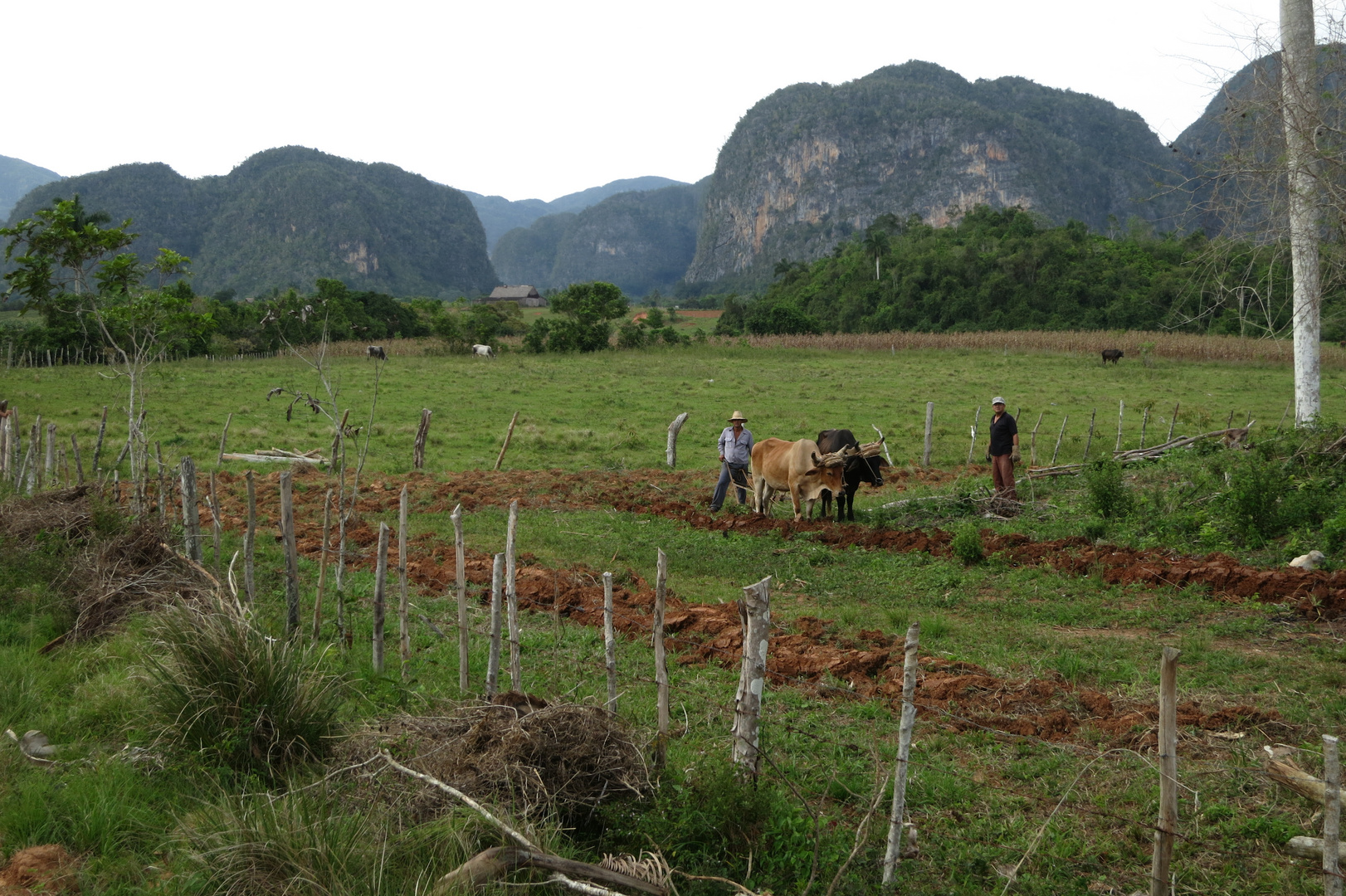 Arando la tierra en el Valle de Viñales, Cuba