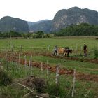 Arando la tierra en el Valle de Viñales, Cuba