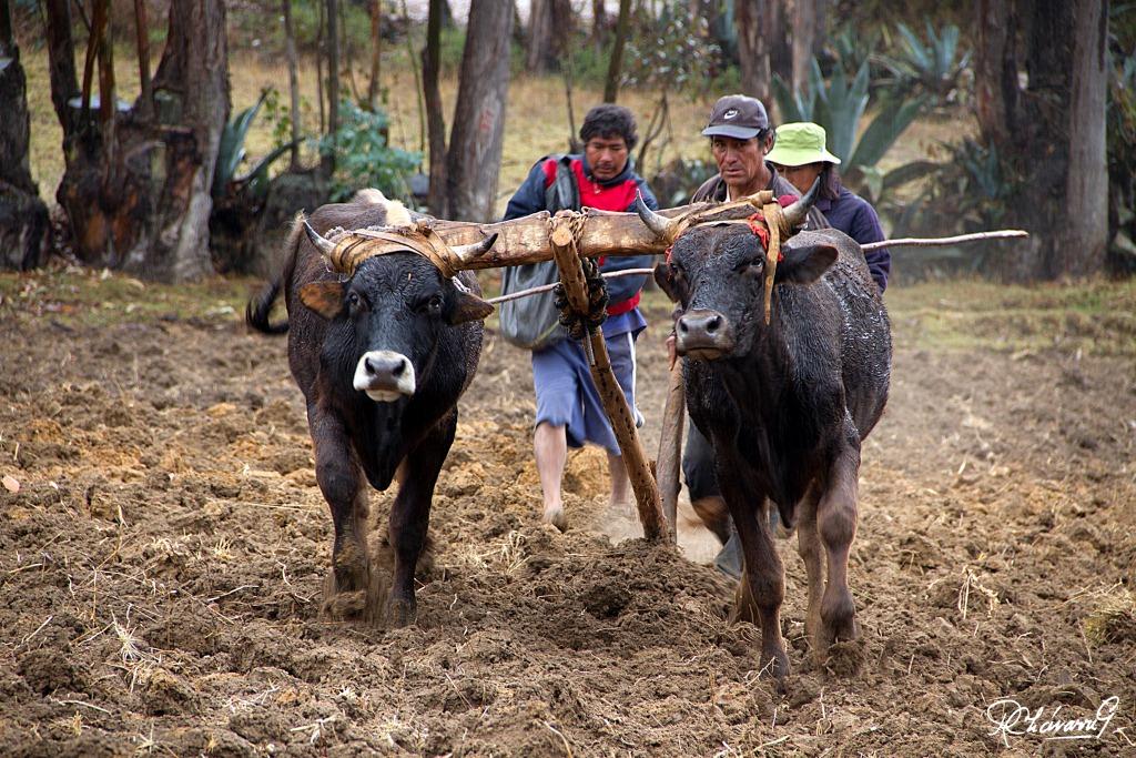 Arando y sembrando la Tierra