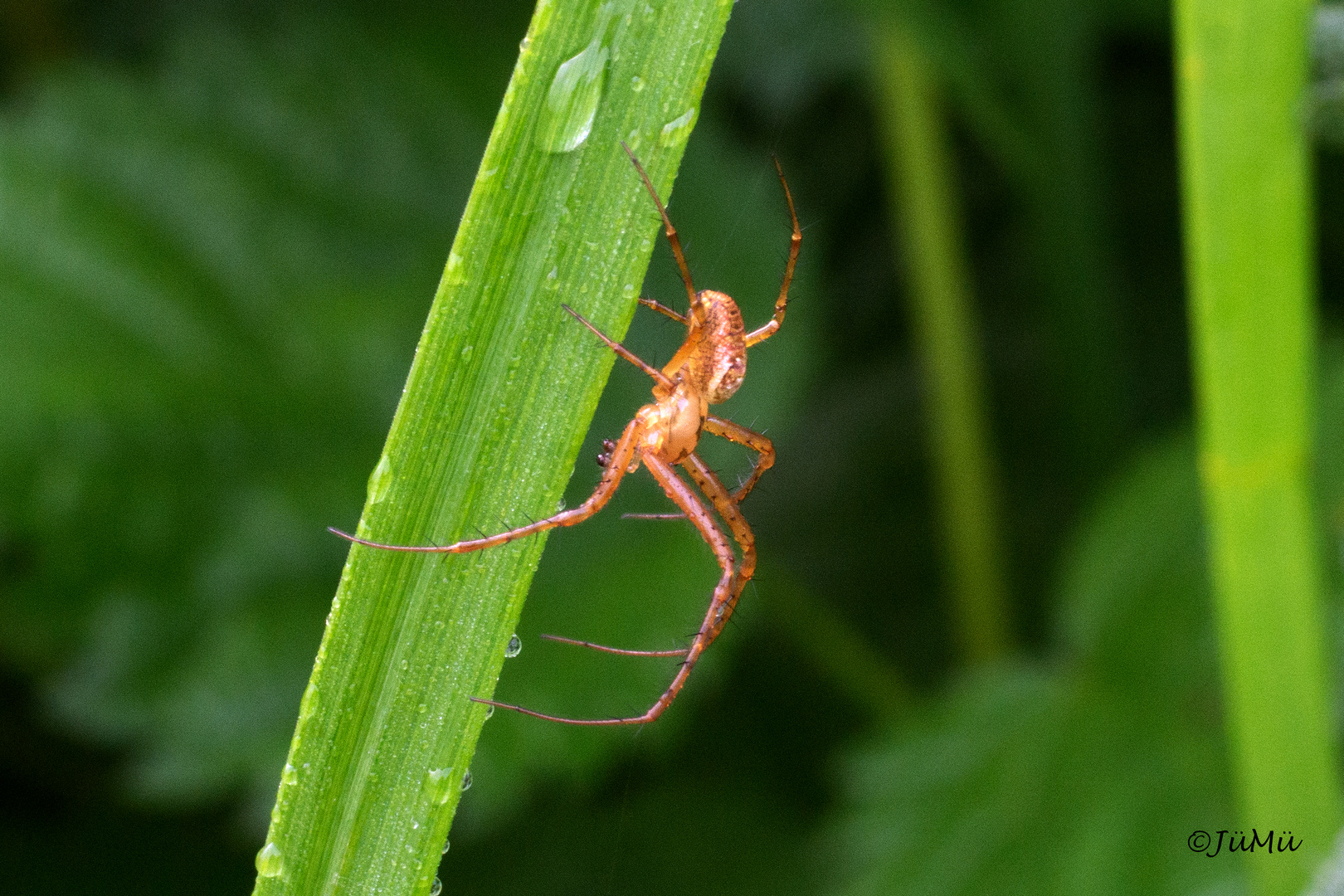 Araneae