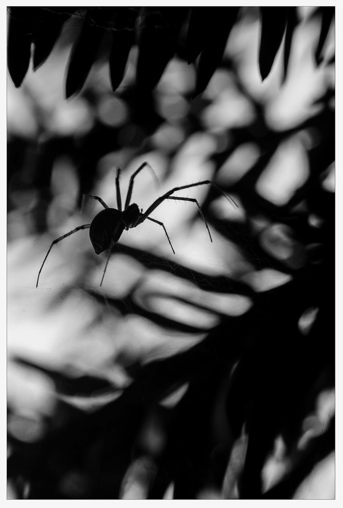 Araneae