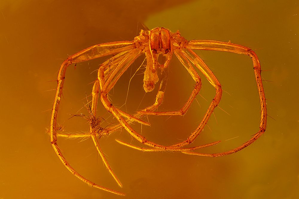 Araneae (Spinne) - Hülle mit Spinnfäden