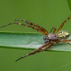 Araneidae