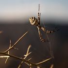 araneidae argiope lobata (Weibchen)