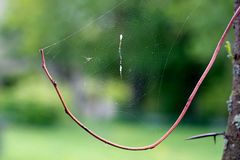 Araneidae, Cyclosa conica (la toile)