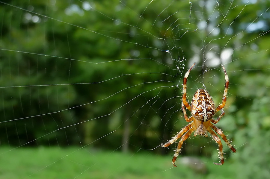 . araneus .