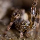 Araneus