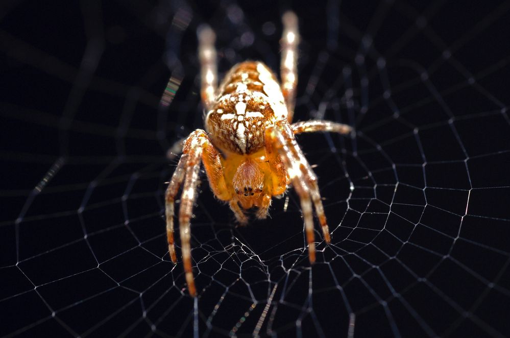 Araneus