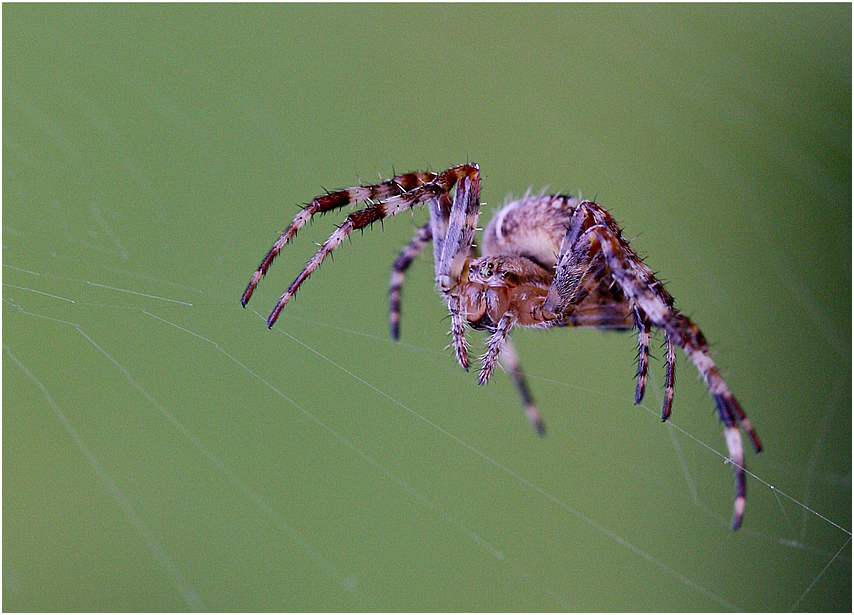 Araneus