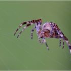 Araneus