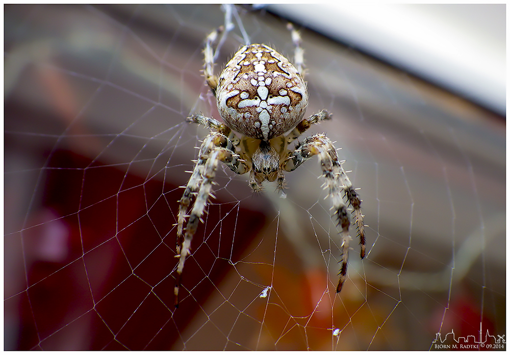 Araneus