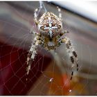 Araneus