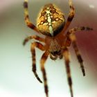 Araneus