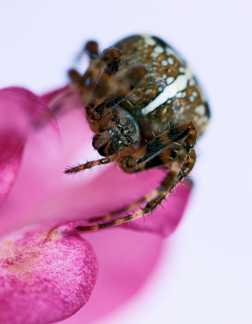 Araneus