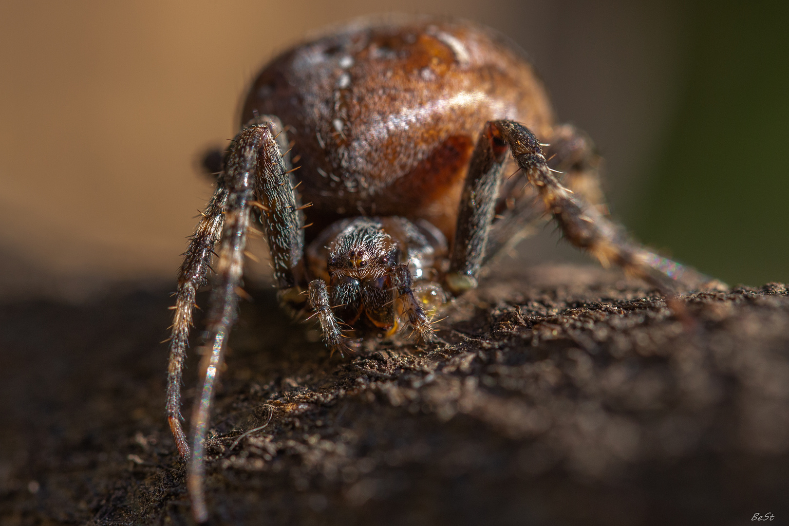 Araneus