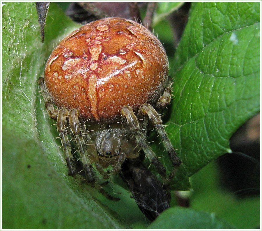 Araneus