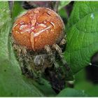 Araneus