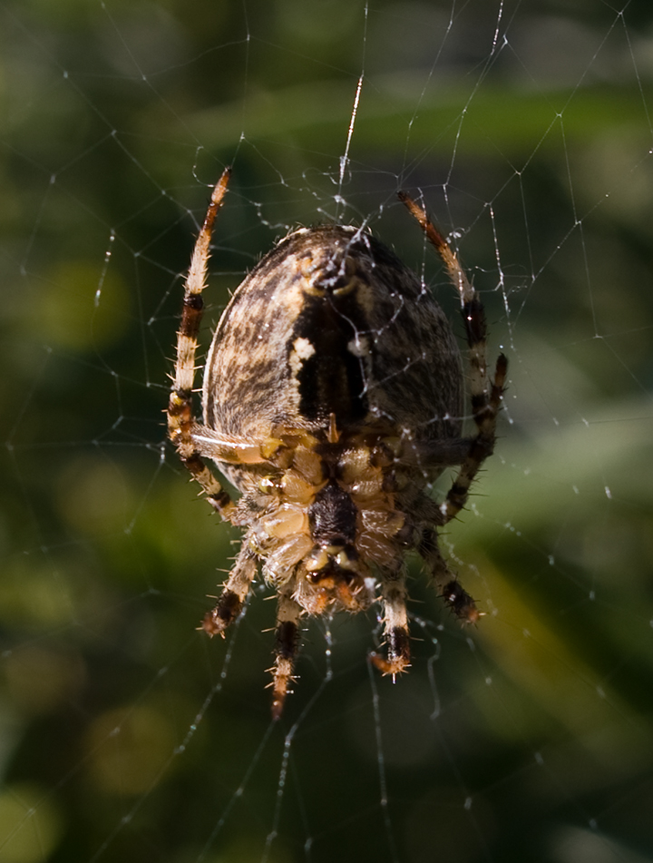 Araneus