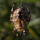 Araneus