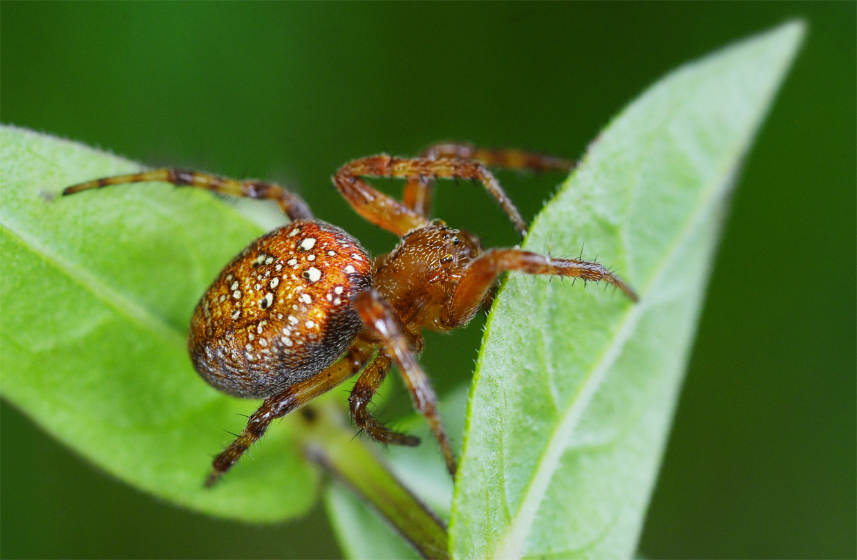 Araneus alsine