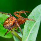 Araneus alsine