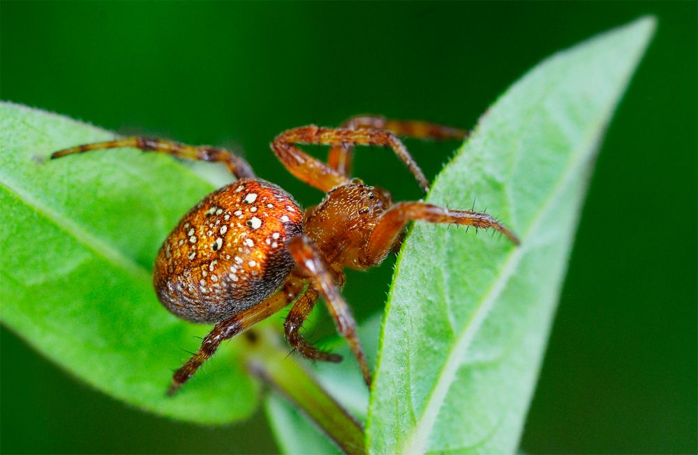 Araneus alsine