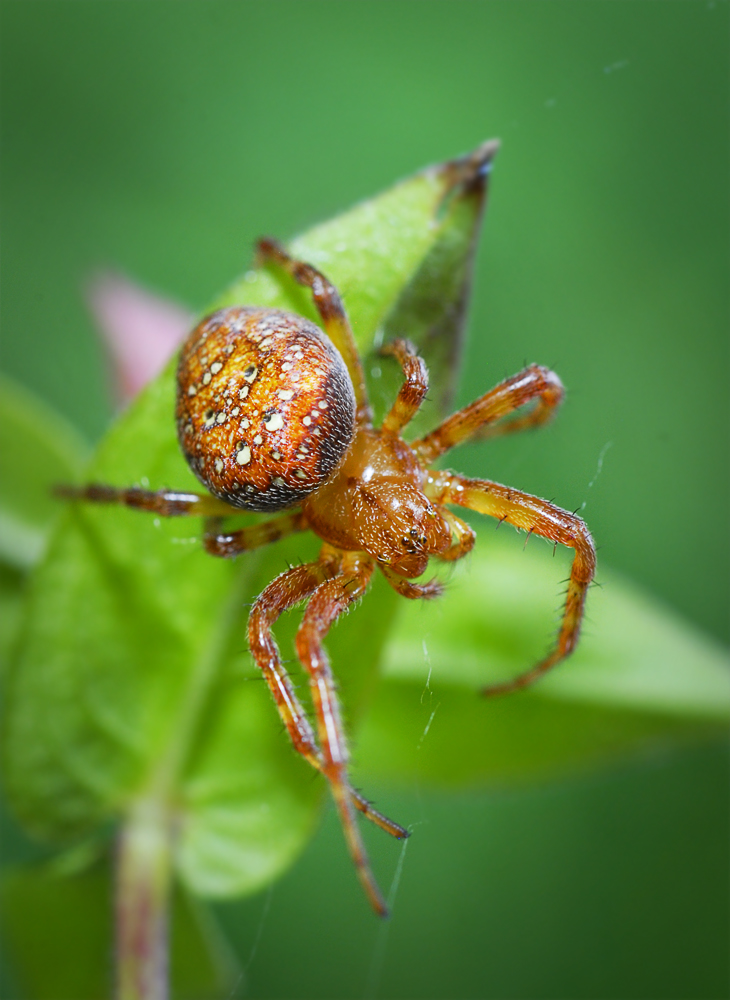 Araneus alsine