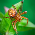 Araneus alsine