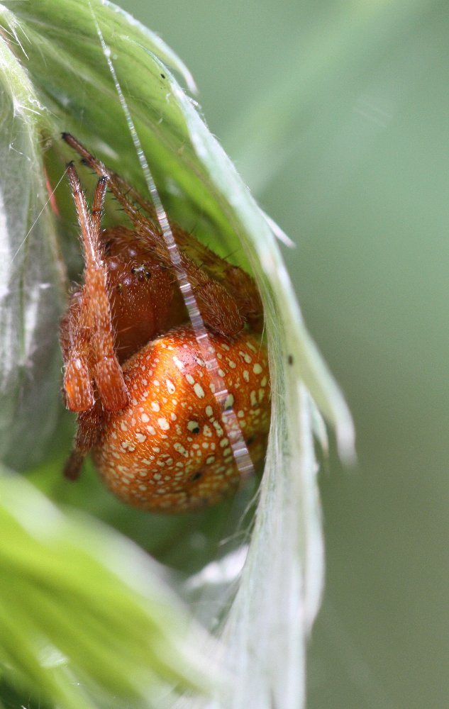 Araneus alsine